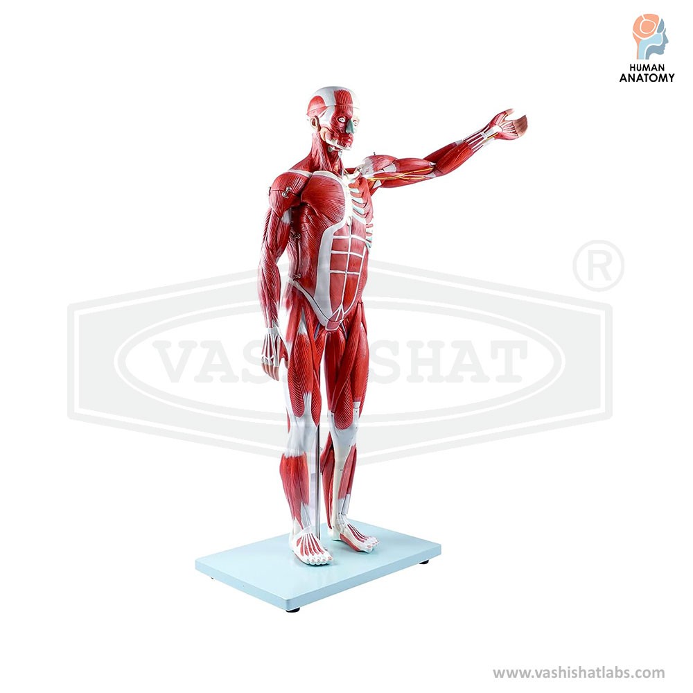 Human Muscular Figure Anatomy Model