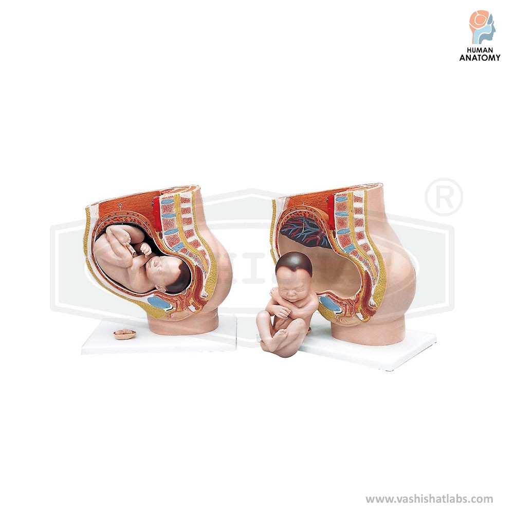 Human Female Pelvis Section - 4 parts Female Pelvis with baby 