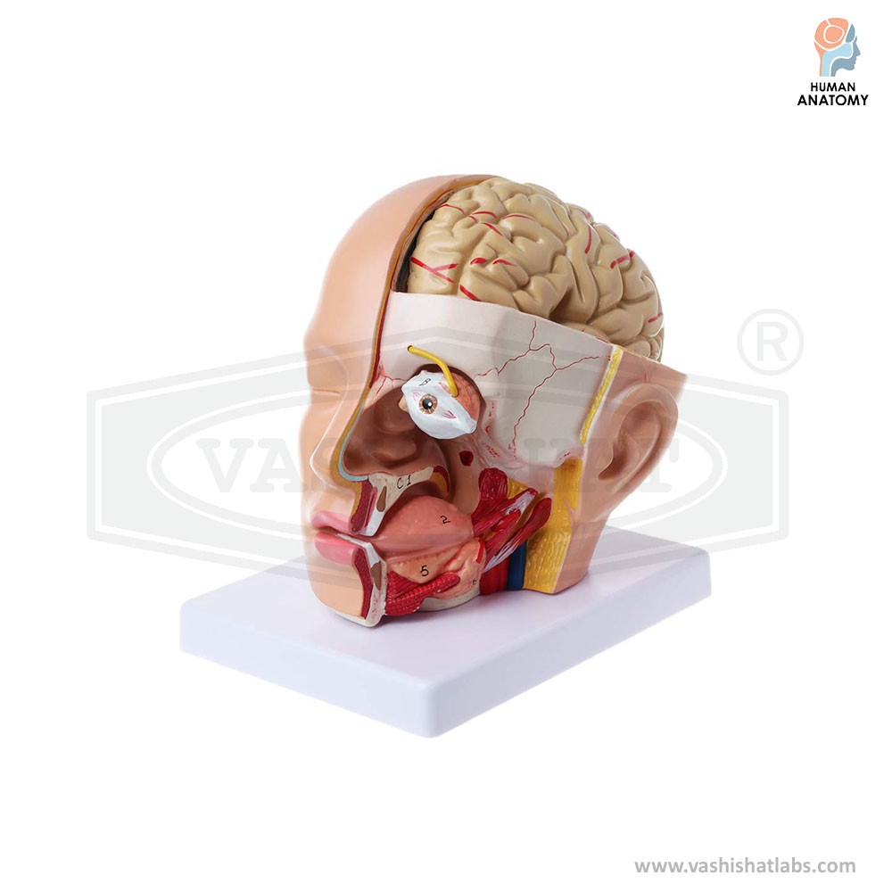 Human Head with Brain Anatomy Model