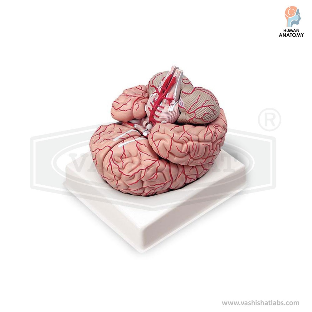 Anatomical Brain Model along with Arteries