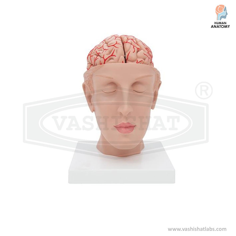 Human Brain Model with Arteries on Head