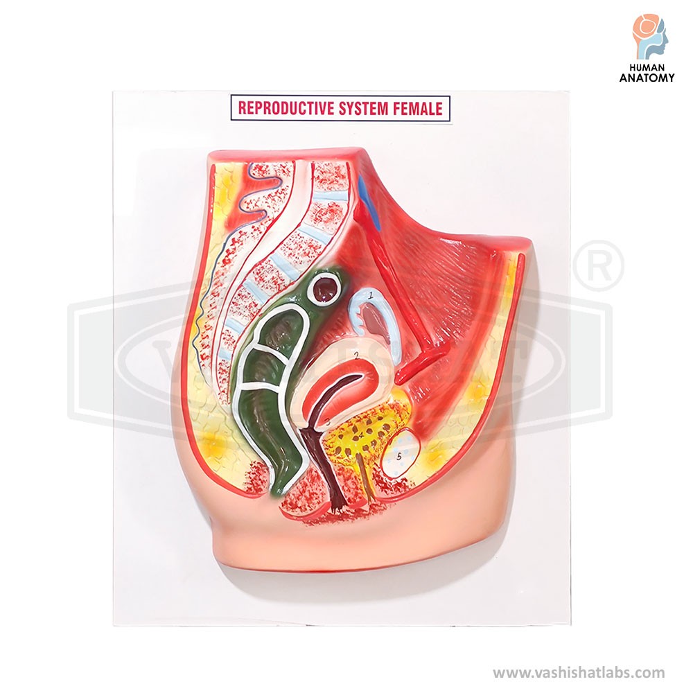 Human Reproductive System Female Model