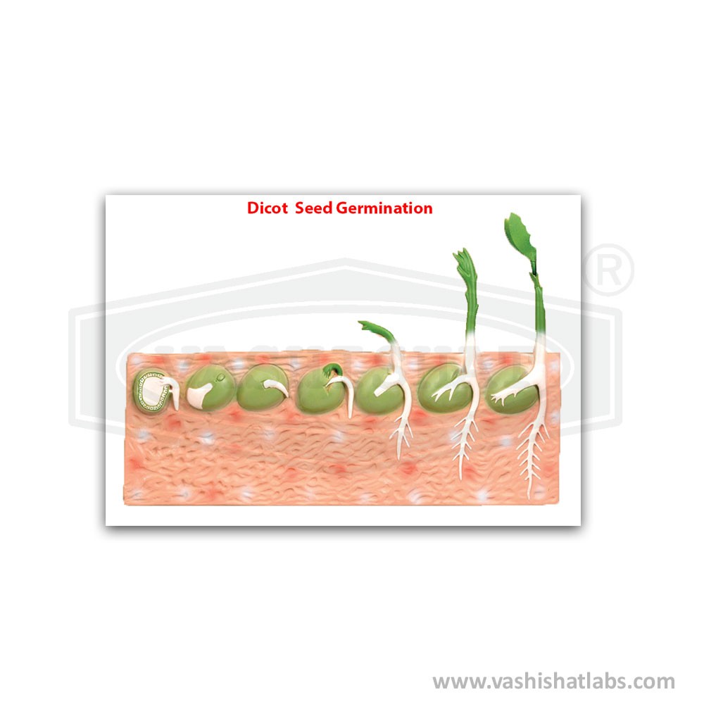 Dicot Seed Germination Pea Model