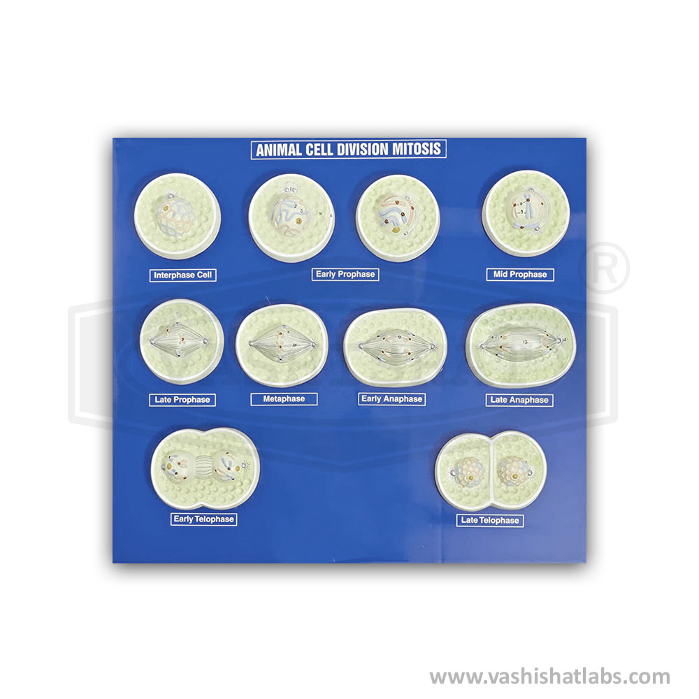 Animal Cell Division Mitosis Model