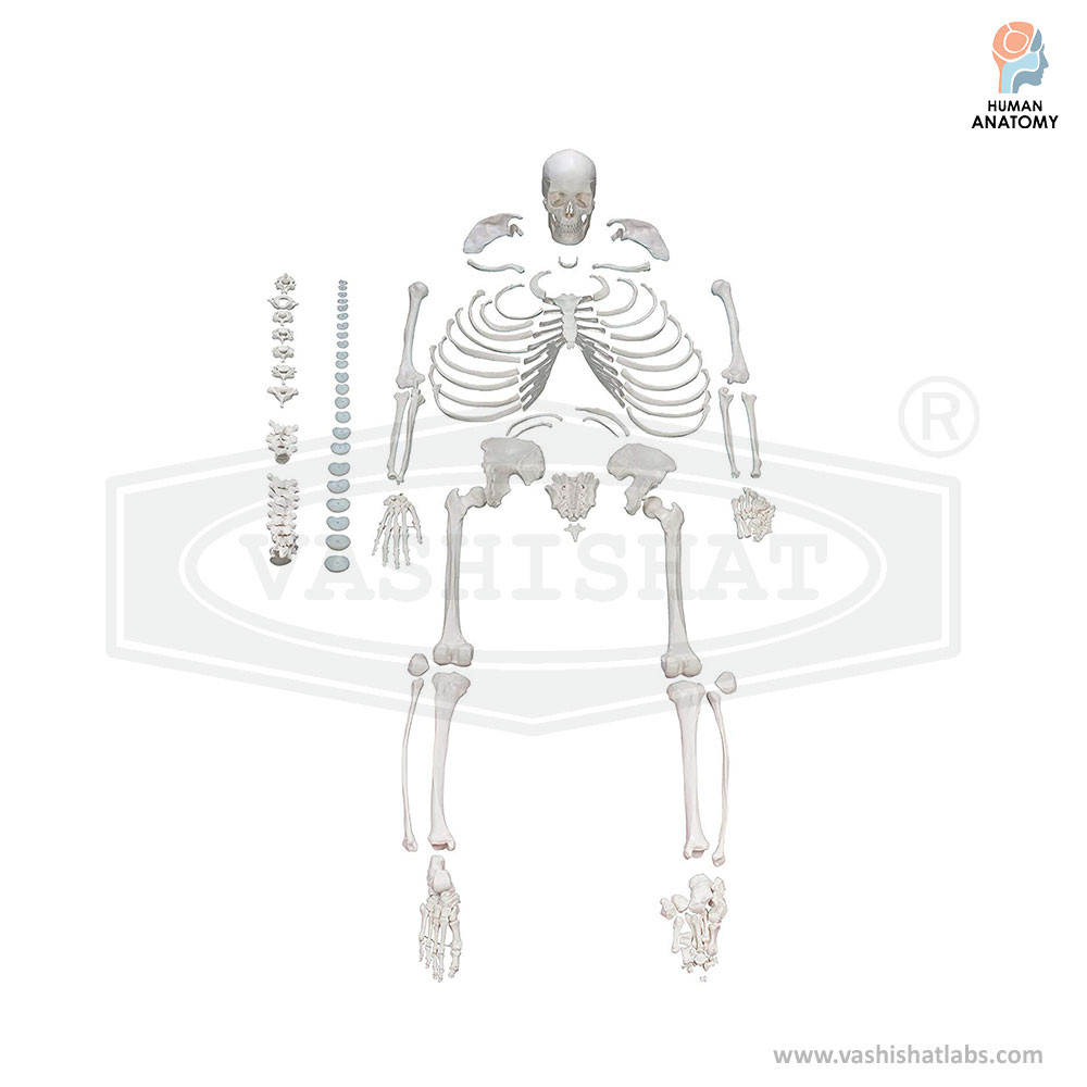 Disarticulated Human Skelton Economy