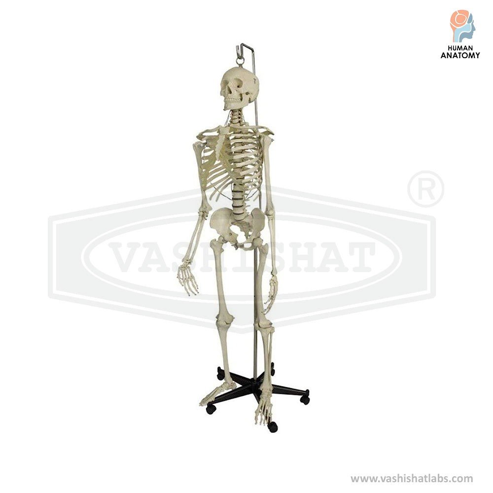 Human Skeleton Anatomy Model