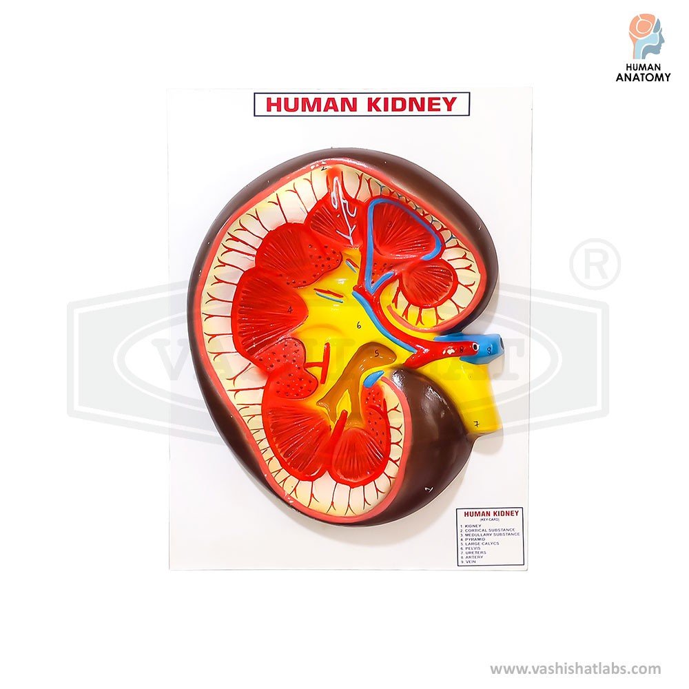 Human Kidney Section Model