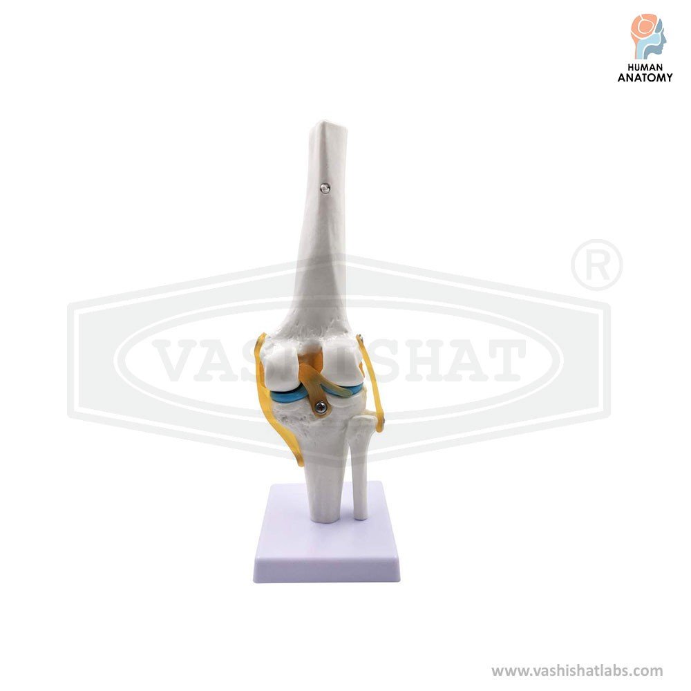 Human Knee Joint Model With Ligaments