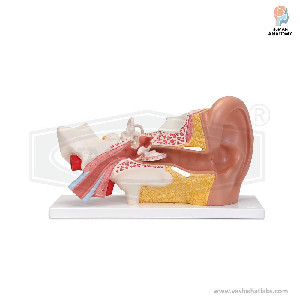 Ear Model Cast Human Ear Model