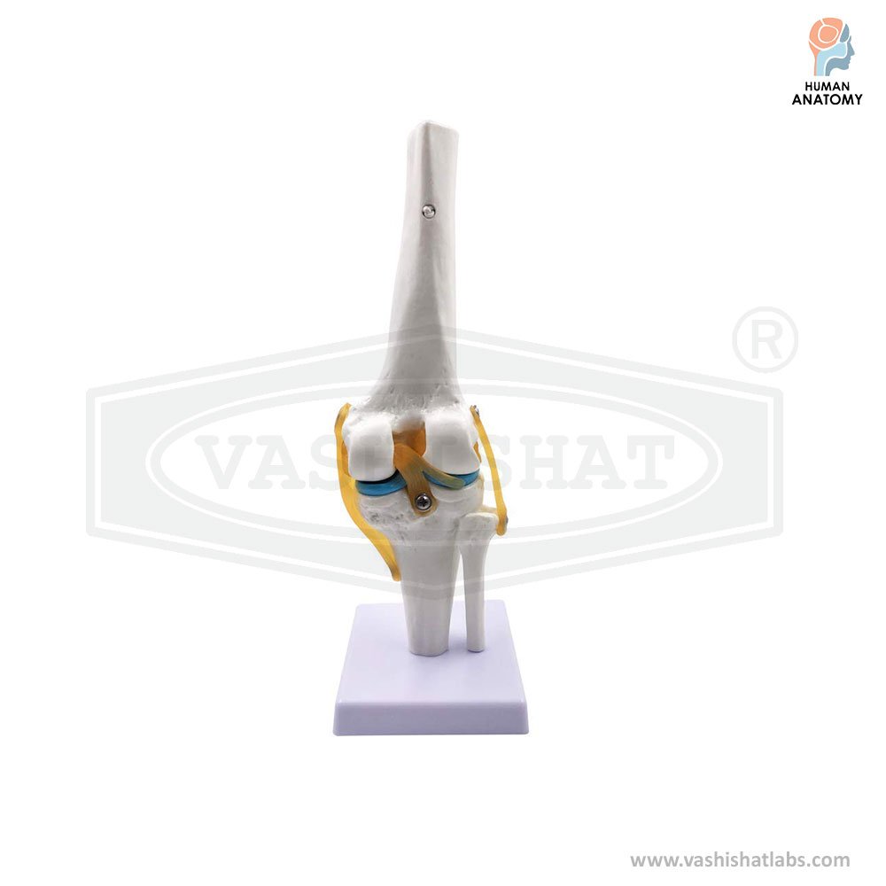 Modular Knee Model Human Knee Joint Model With Ligaments